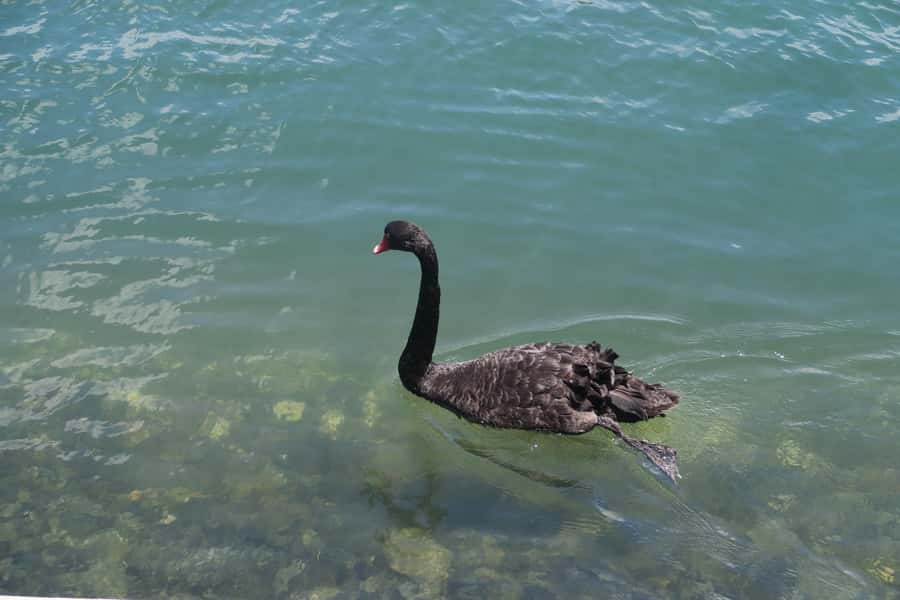 Surfers Paradise: Sightseeing Midday River and Canal Cruise - Onboard Comfort: Sundeck Sun vs Indoor Shade