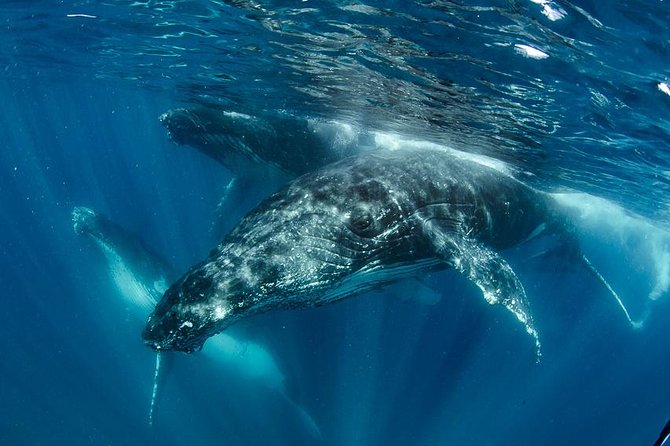 Swim with Humpback Whales - Ningaloo Reef - 3 Islands Whale Shark Dive - Key things that make this whale day different