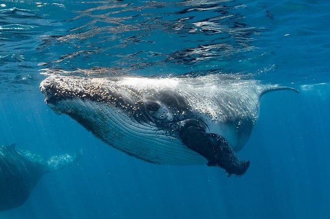 Swim with Humpback Whales - Ningaloo Reef - 3 Islands Whale Shark Dive - Swims near humpbacks: safety rules that are clear from the start