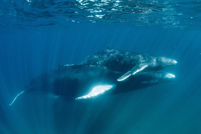 Swim with Humpback Whales - Ningaloo Reef - 3 Islands Whale Shark Dive - Whale shark chances, plus what to expect from a day with multiple highlights