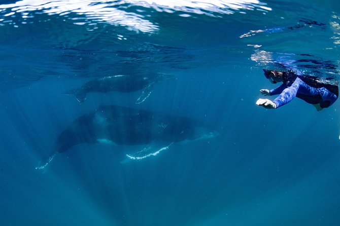 Swim with Humpback Whales - Ningaloo Reef - 3 Islands Whale Shark Dive - Price and value: what $430.35 gets you in the real world