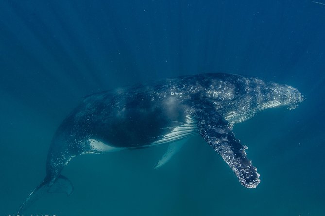 Swim with Humpback Whales - Ningaloo Reef - 3 Islands Whale Shark Dive - Comfort tips that actually help you enjoy the water