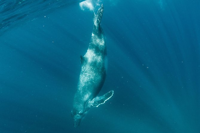 Swim with Humpback Whales - Ningaloo Reef - 3 Islands Whale Shark Dive - Who this works best for (and who might want a different day)