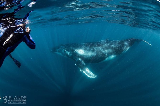 Swim with Humpback Whales - Ningaloo Reef - 3 Islands Whale Shark Dive - Ningaloo Reef snorkeling: more than just a warm-up