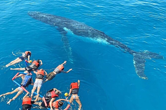 Swim with Whales in Gold Coast - Key things to know before you go