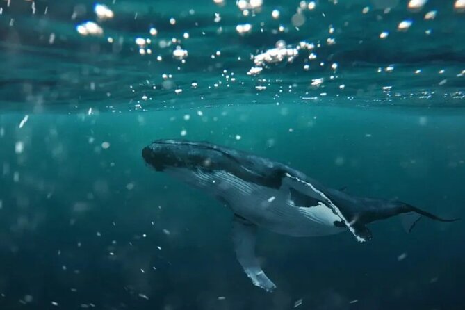 Swim with Whales in Gold Coast - Southport pickup, then straight to the water on Game Changer