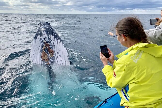Swim with Whales in Gold Coast - Cruise alongside humpbacks, then the quiet rope moment