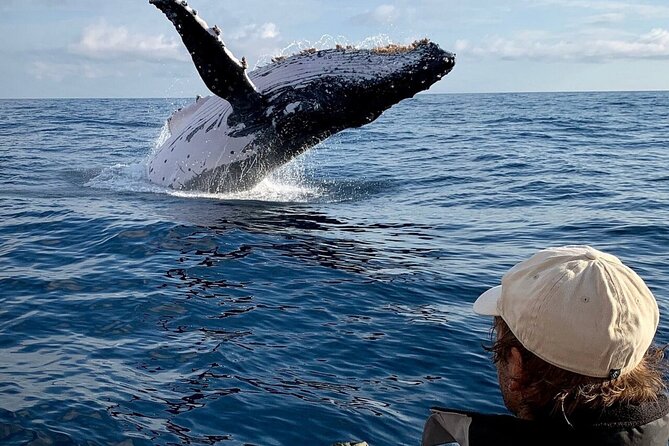 Swim with Whales in Gold Coast - What to expect if the water is choppy