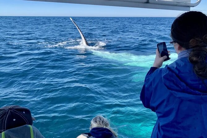Swim with Whales in Gold Coast - Physical fitness and mobility: the real boundary on this tour