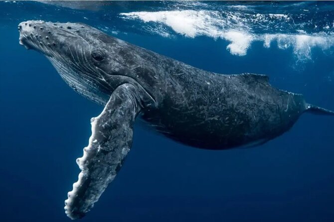 Swim with Whales in Gold Coast - How the tour actually works when humpbacks choose you