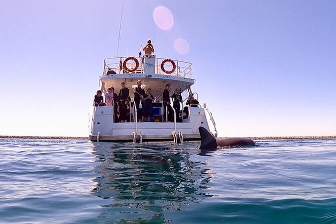 Swim with Wild Dolphins Day Tour - Key Things I’d Prioritize Before You Go