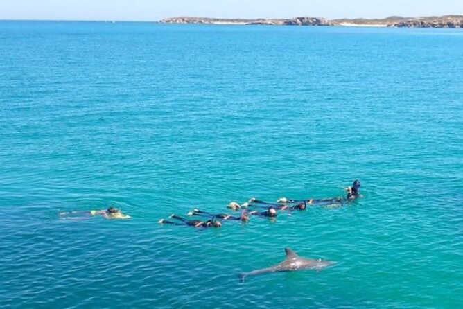 Swim with Wild Dolphins Day Tour - In-Water Dolphin Time: How It Feels and What to Expect