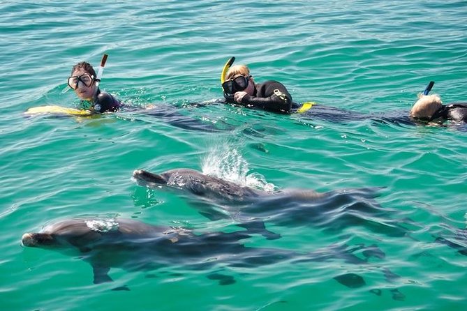 Swim with Wild Dolphins Day Tour - The Custom Boat and Easy Water Access