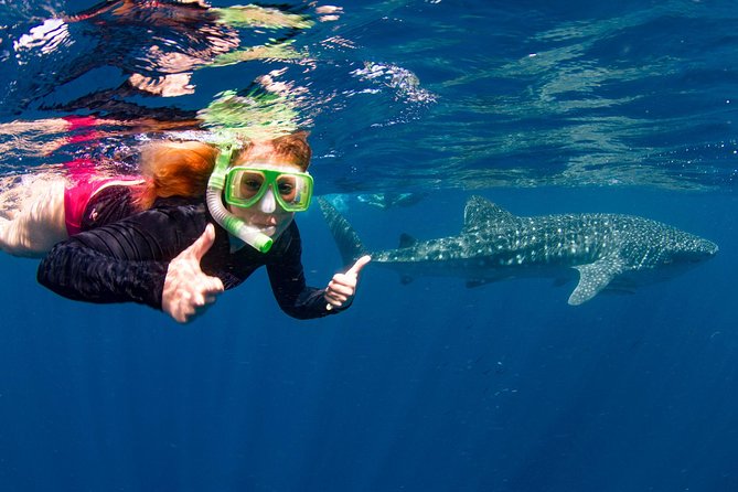 Swimming with the Whale Sharks - Ningaloo Reef (Exmouth) - Why Ningaloo Reef makes whale shark swims possible