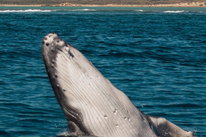 Swimming with the Whale Sharks - Ningaloo Reef (Exmouth) - First snorkel outing: aiming for whale sharks or humpbacks in season