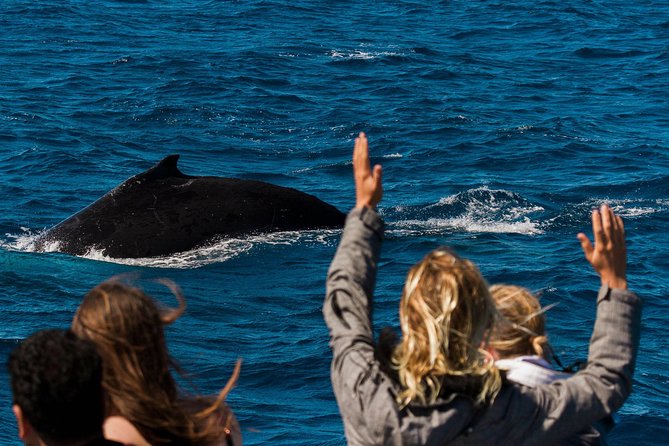 Swimming with the Whale Sharks - Ningaloo Reef (Exmouth) - Gear, wetsuit, and what’s actually included