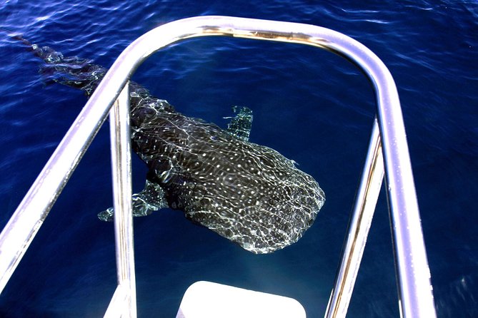 Swimming with the Whale Sharks - Ningaloo Reef (Exmouth) - Lunch at sea: the “small” comfort that keeps the day happy