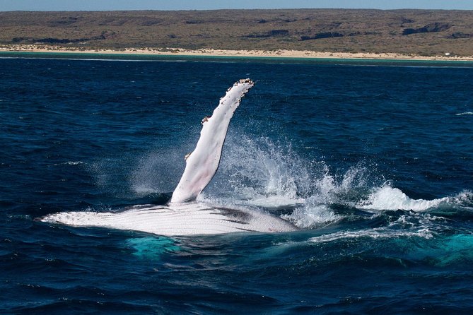 Swimming with the Whale Sharks - Ningaloo Reef (Exmouth) - The 7:00 am start and how the day actually runs