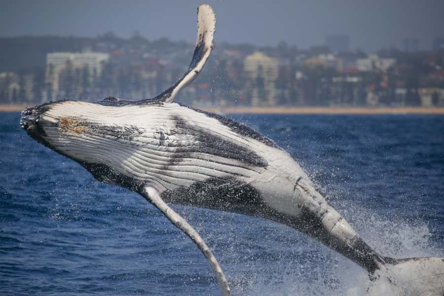Sydney: 2-hour Express Whale Watching Cruise - Key Points I’d Mark on Your Map