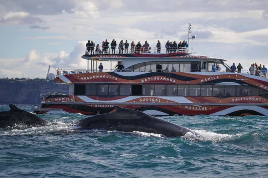 Sydney: 2-hour Express Whale Watching Cruise - Quick Ocean Run From Circular Quay Wharf 6