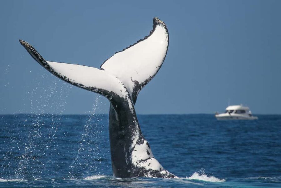 Sydney: 2-hour Express Whale Watching Cruise - What You Might See: Whales, Dolphins, and More