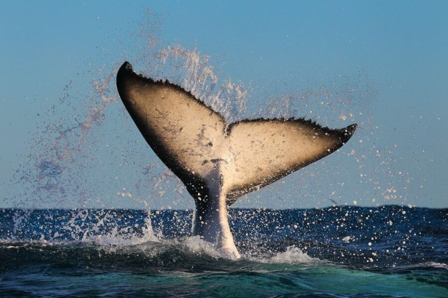 Sydney: 2-hour Express Whale Watching Cruise - Whale Sightings Guaranteed, So the Risk Feels Lower