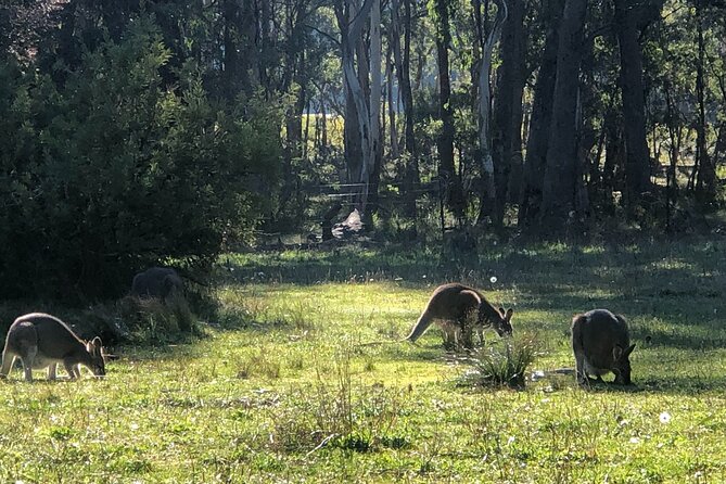 Sydney Blue Mountains Day Tour with Wildlife Park and Waterfalls - Blue Mountains National Park: waterfalls, guided walks, and real trail time