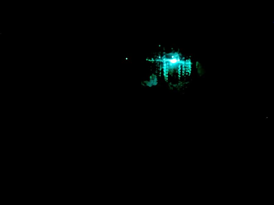 Sydney: Blue Mountains Glow Worms Wild Adventure by Night - From Your Hotel to the Blue Mountains Night: How Pickup Works