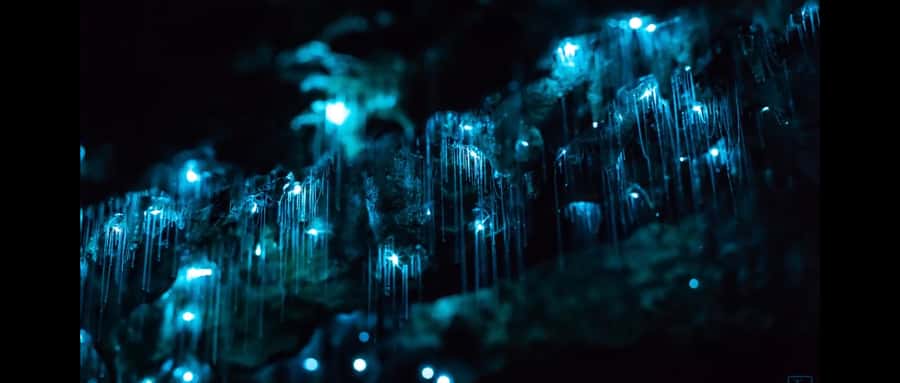 Sydney: Blue Mountains Glow Worms Wild Adventure by Night - The Cave Waterfall Stop: Where Glow Worms Look Like Constellations