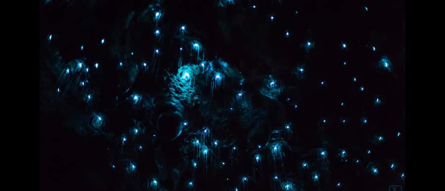 Sydney: Blue Mountains Glow Worms Wild Adventure by Night - Bush Tucker, Survival Skills, and the Part That Makes It More Than a Photo Stop