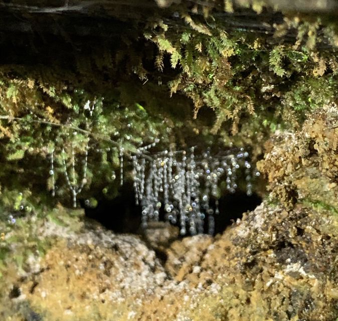 Sydney: Blue Mountains Glow Worms Wild Adventure by Night - Price and Value: Is $130 Worth It?