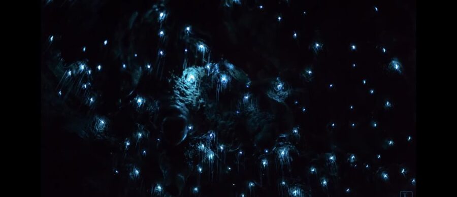 Sydney: Blue Mountains Glow Worms Wild Adventure by Night - Who This Glow Worm Night Tour Suits Best