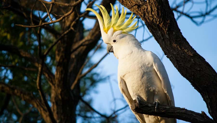 Sydney: Blue Mountains Kangaroos, Wilderness and Sunset Tour - Three Sisters and Govetts Leap: icons, plus why the timing matters