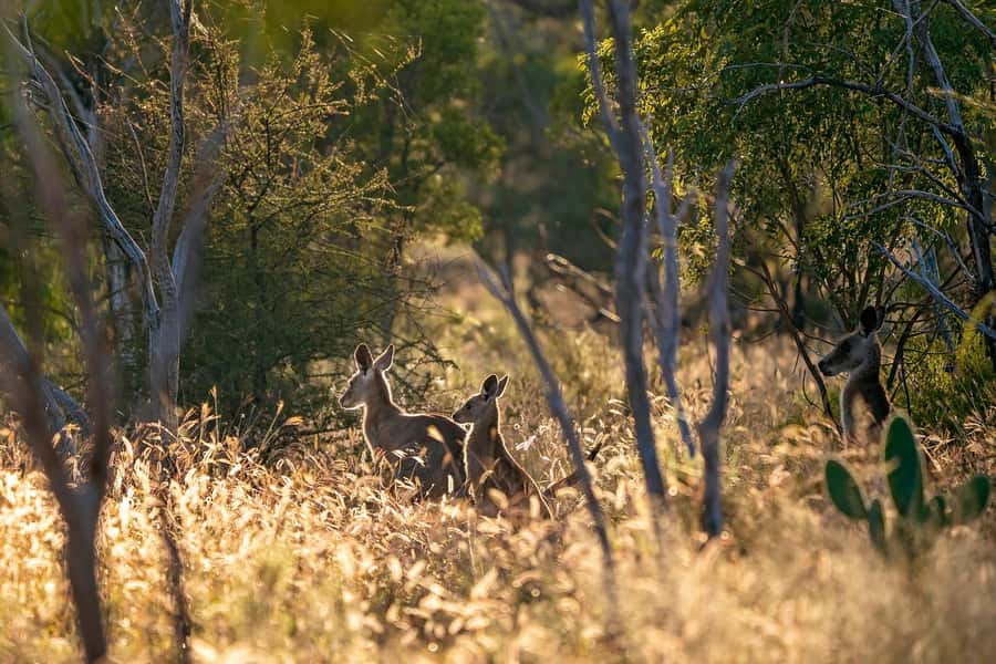 Sydney: Blue Mountains Kangaroos, Wilderness and Sunset Tour - Circular Quay pick-up, then a move toward real nature