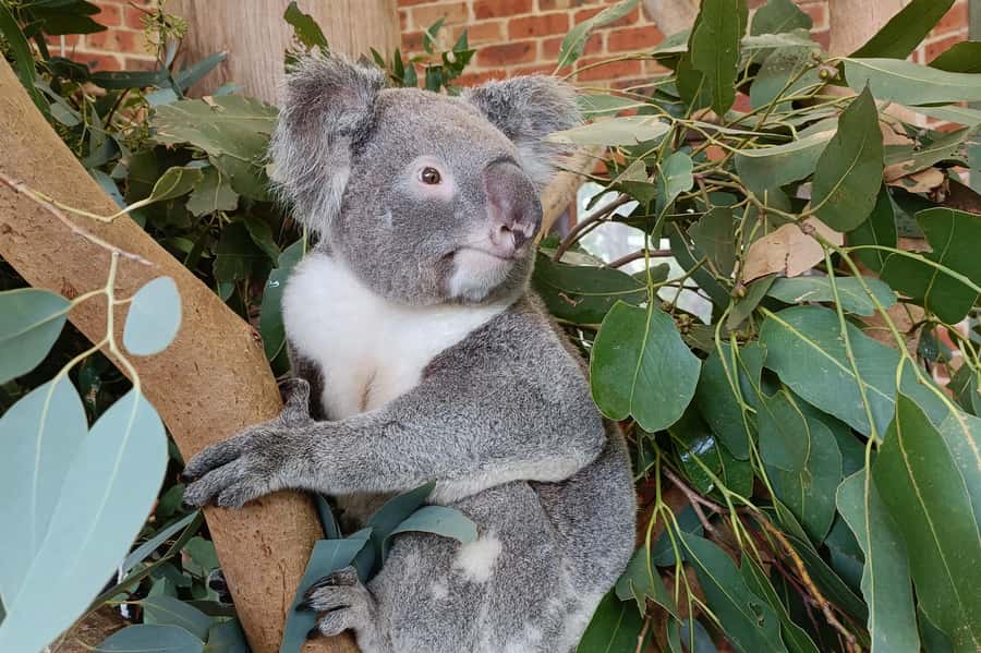 Sydney: Blue Mountains Late Start, Walks Waterfalls & Koalas - The Practical Stuff You Should Know Before You Go