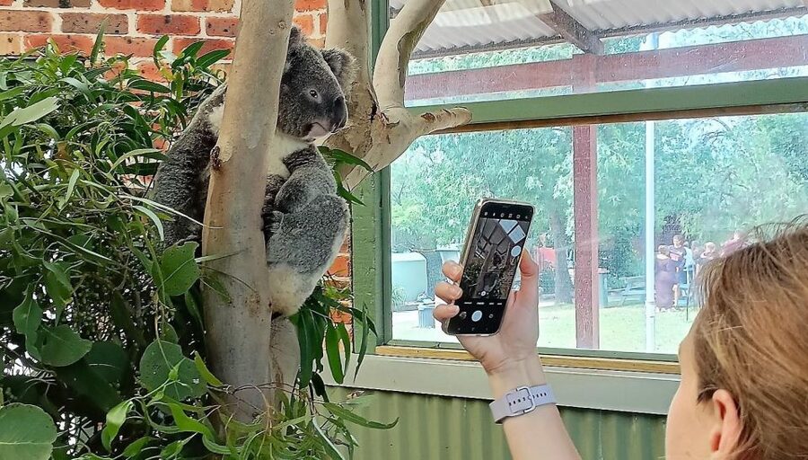 Sydney: Blue Mountains Late Start, Walks Waterfalls & Koalas - Food Breaks That Don’t Feel Like an Afterthought