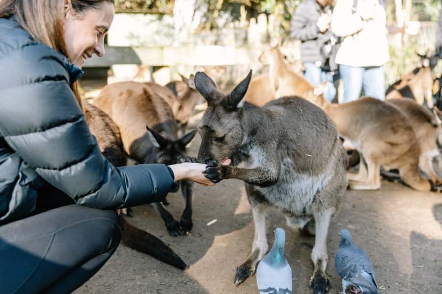 Sydney: Blue Mountains Scenic World, Wildlife Park and Lunch - The Bridge to Views: Lincoln’s Rock Photo Stop