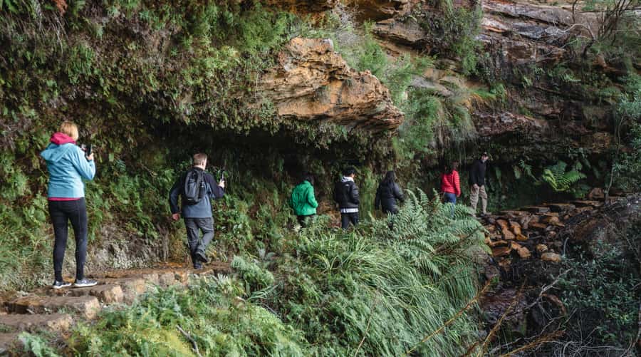 Sydney: Blue Mountains Wildlife & Bushwalk Small-Group Tour - Central Sydney pickup, then straight into the Blue Mountains rhythm