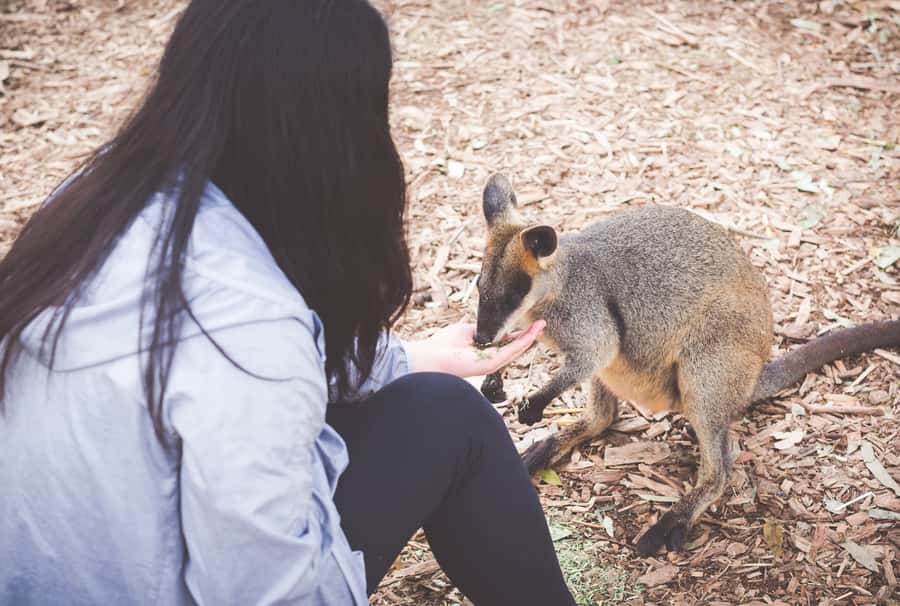 Sydney: Blue Mountains Wildlife & Bushwalk Small-Group Tour - Featherdale Wildlife Park: 75 minutes that actually feels like time