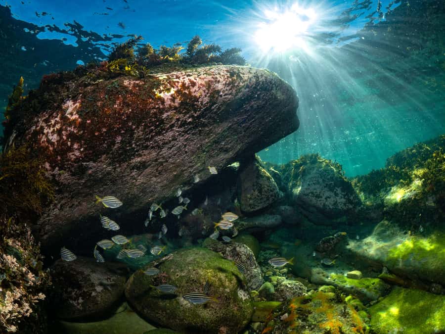 Sydney: Discover Scuba Dive at Australia's most Iconic Beach - Transportation, Timing, and What 4 Hours Really Means