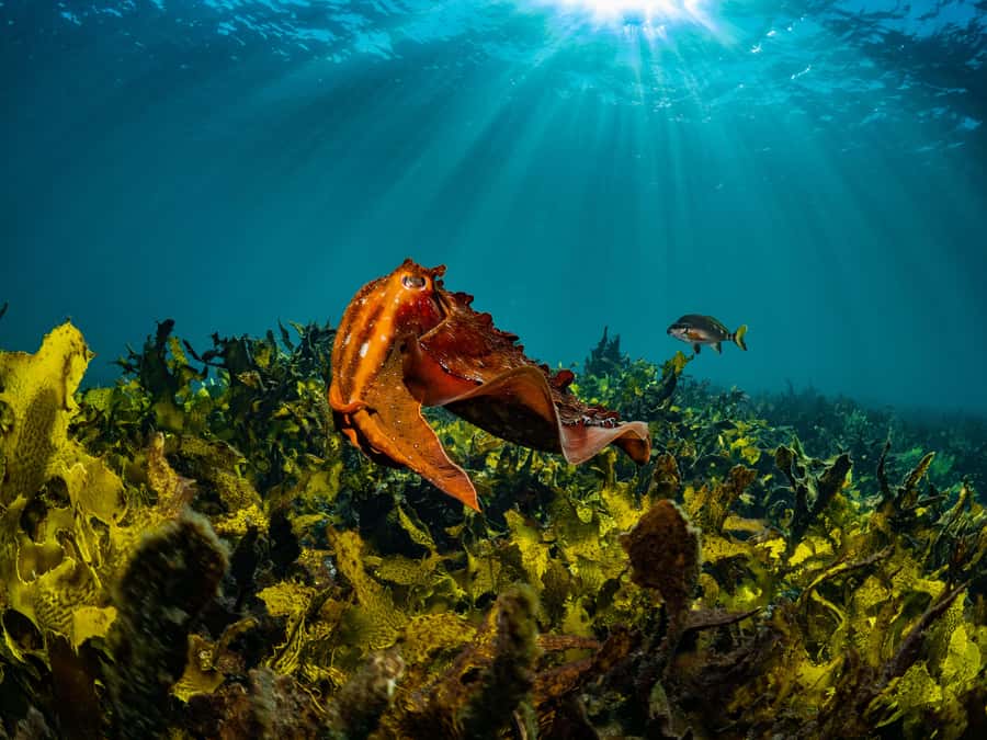 Sydney: Discover Scuba Dive at Australia's most Iconic Beach - Price: Is $407 Good Value?