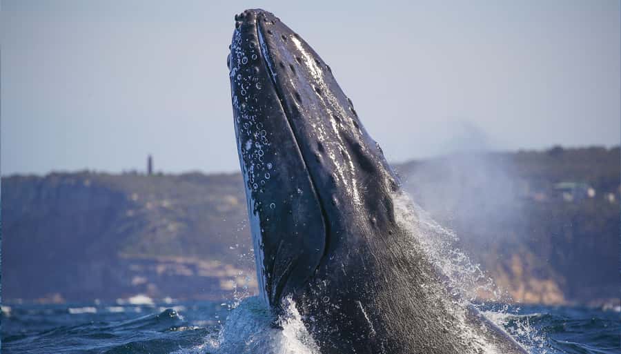 Sydney: Discovery Whale Watching Tour by Catamaran - Key Things That Make This Whale Watch Worth Your Time