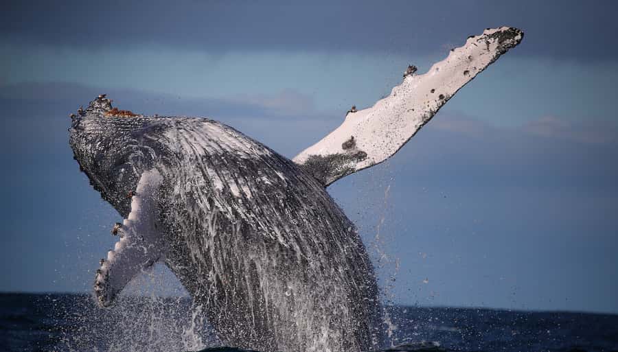 Sydney: Discovery Whale Watching Tour by Catamaran - Fast to the Open Ocean, More Time for Whale Watching