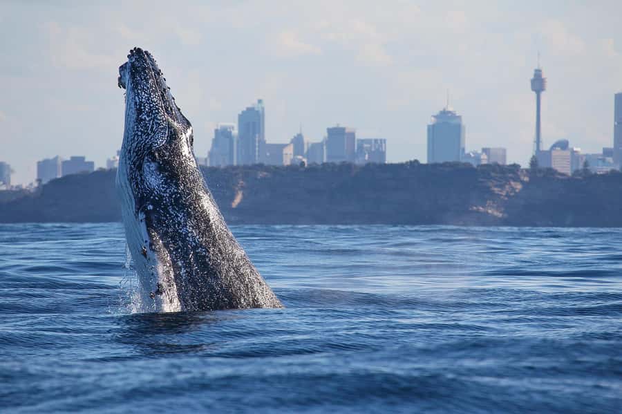 Sydney: Discovery Whale Watching Tour by Catamaran - Fantasea Avalon Comfort: Two Deck Levels and Air-Conditioned Space
