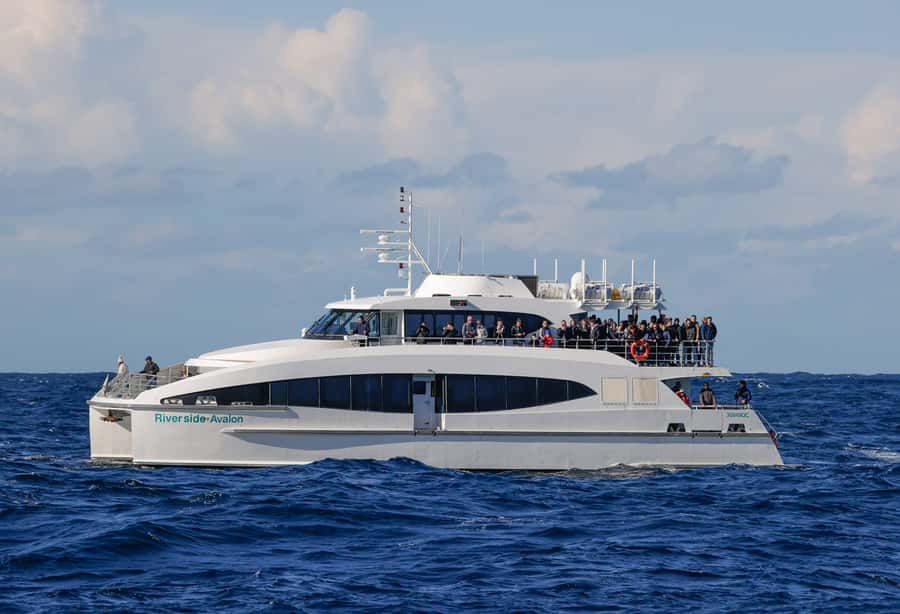 Sydney: Discovery Whale Watching Tour by Catamaran - Drinks, Bar Options, and What You Should Bring for a Smooth Ride