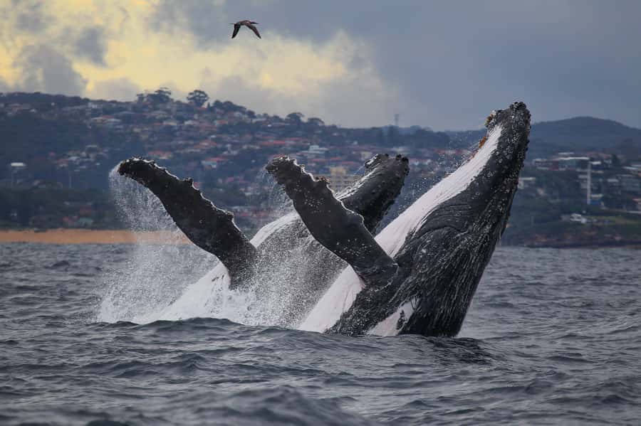 Sydney: Discovery Whale Watching Tour by Catamaran - Darling Harbour Departure: Where to Meet and What to Do Before You Go