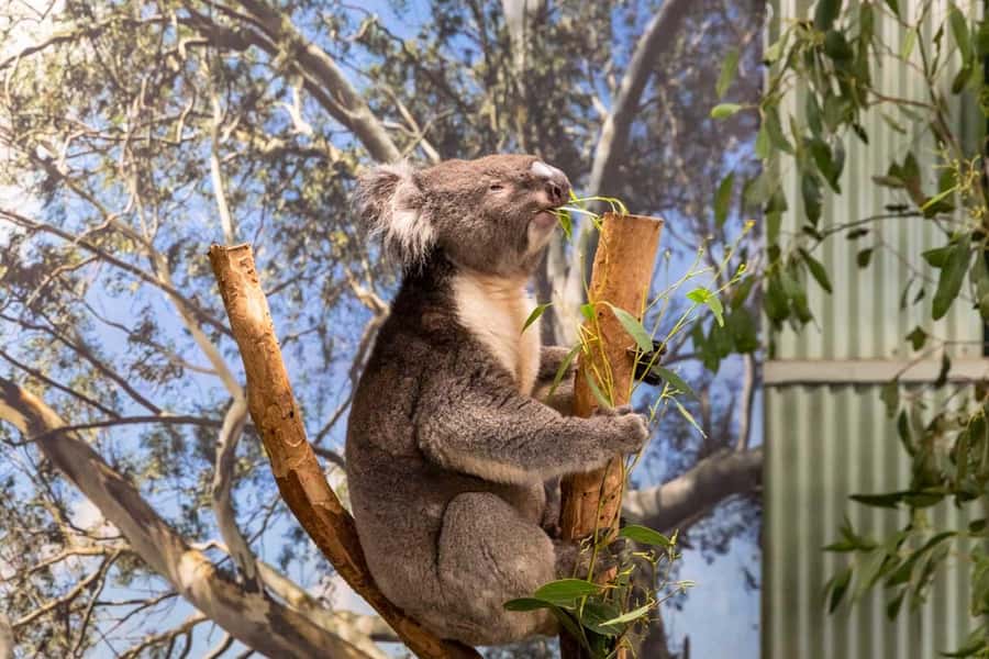 Sydney: Featherdale Wildlife Park Private Tour - Featherdale Wildlife Park in 2 Hours: What You Can Actually See