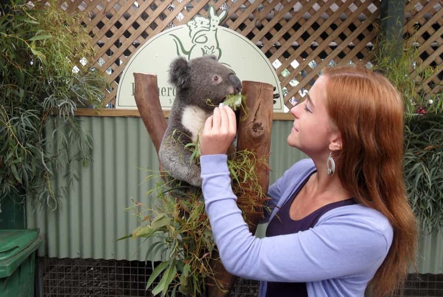 Sydney: Featherdale Wildlife Park Private Tour - Koalas Up Close and the Photo Decision