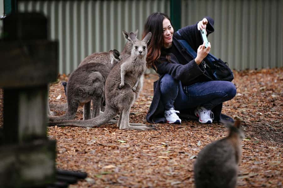 Sydney: Featherdale Wildlife Park Private Tour - Birds, Reptiles, Wombats, and the Stuff Most People Miss