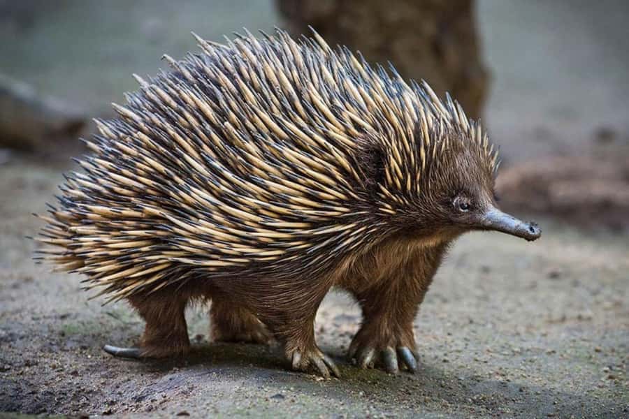 Sydney: Featherdale Wildlife Park Private Tour - What to Bring, and How to Plan Your Visit Day